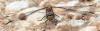 Sympetrum striolatum